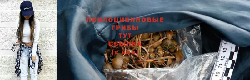 как найти   МЕГА рабочий сайт  Псилоцибиновые грибы Psilocybe  Канск 